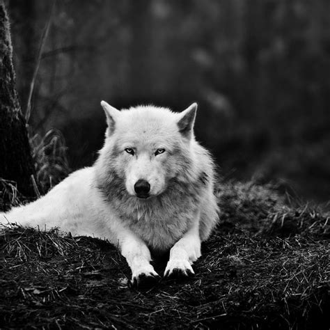 10 New Cool Wolf Desktop Backgrounds Full Hd 1080p For Pc