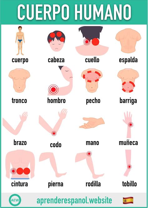 Las partes del cuerpo humano en español Tarjetas de vocabulario en