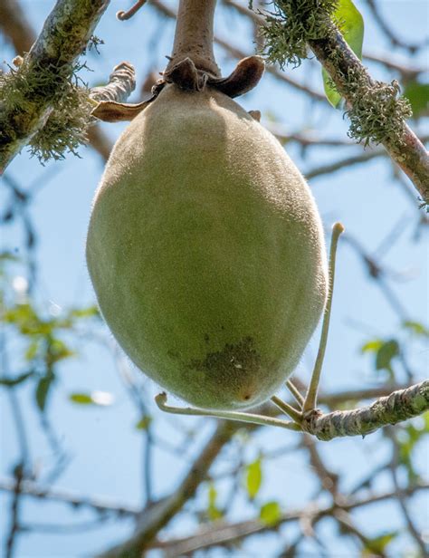 Africas Indigenous Fruit Trees A Blessing In Decline Environmental