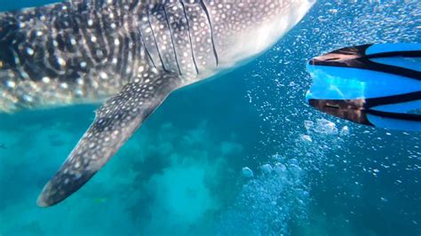 Oslob Whale Shark Watching YouTube