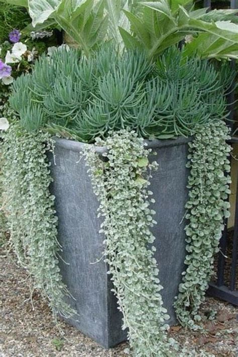 Vendita online di piante erbacee perenni, felci e graminacee. D di... Dichondra repens: tappezzante ricadente, adatta ...