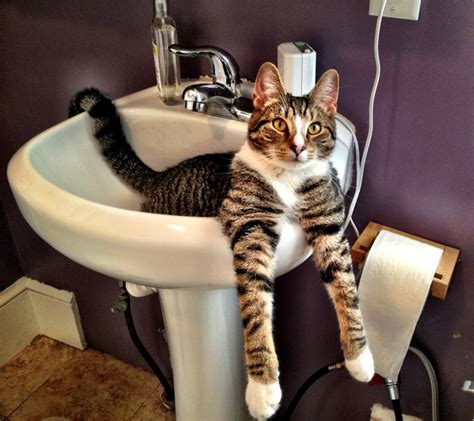 I Understand You Like Cats In Sinks Meet Piwo Cats