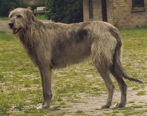 Giant Irish Hound Large Dog Breed Dog Breeders Guide