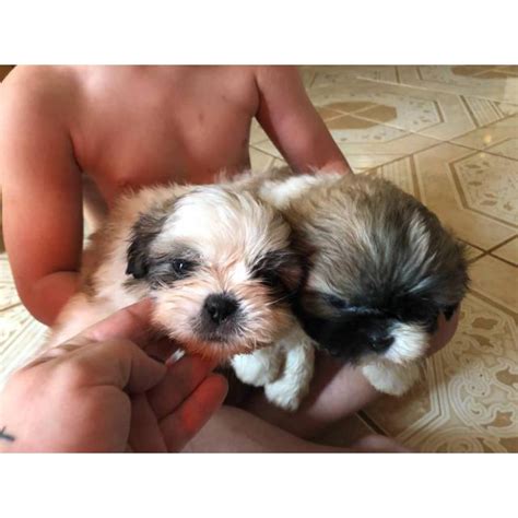 Browse our most beautiful selection of tiny little shih tzu puppies here at teacups! Wonderful Tiny Shih Tzu puppies in Norcross, Georgia - Puppies for Sale Near Me