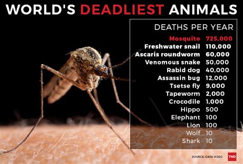 These Are The Deadliest Animals In The World The New Daily
