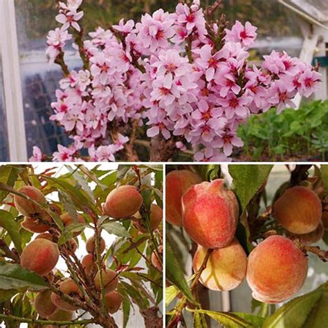 Growing peach trees and apricot trees is extremely rewarding. Red-Leaved Patio Peach 'Crimson Bonfire' Tree | YouGarden