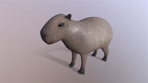 Capybara Download Free 3d Model By Rectus 445b5a9 Sketchfab
