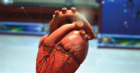 Salud Cardiovascular Anatomía Del Corazón The Texas Heart Institute