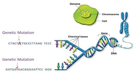 The term genome is in frequent use in this sense, but other definitions include more than just dna. What function do genome base pairs and genes have? - Quora