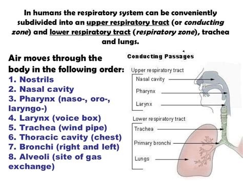 Pathway Oxygen Through Respiratory System