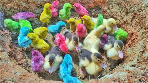 Menangkap Anak Bebek Lucu Anak Ayam Ayam Rainbow Ayam Warna Warni