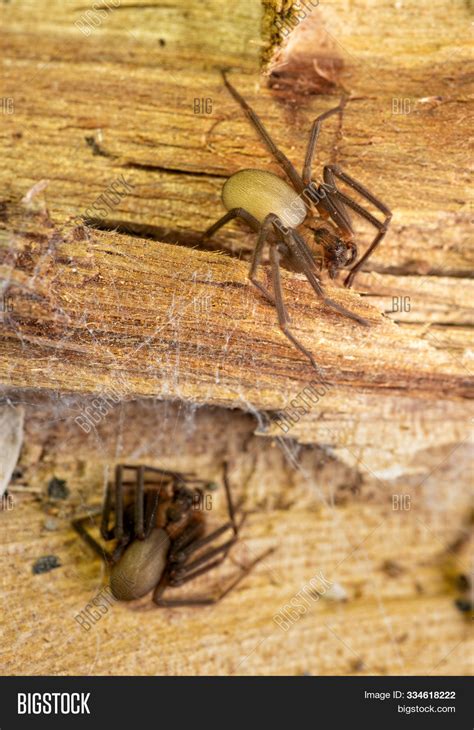 Two Brown Recluse Image And Photo Free Trial Bigstock