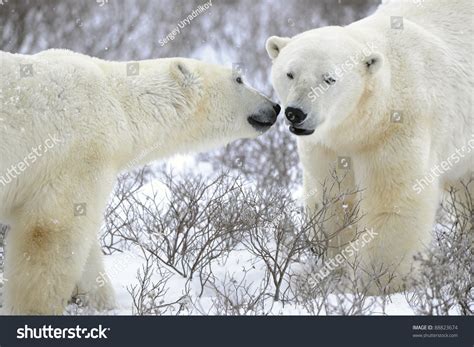 Two Polar Bears Two Polar Bears Stock Photo 88823674 Shutterstock