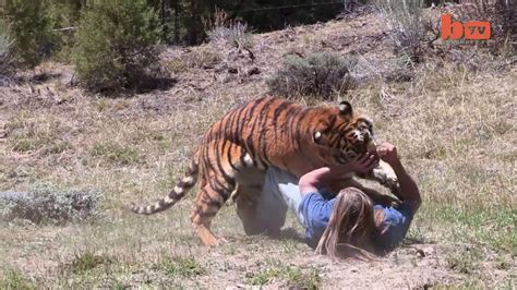 Tigar Attack Menreal Tiger Attack Stunt Youtube