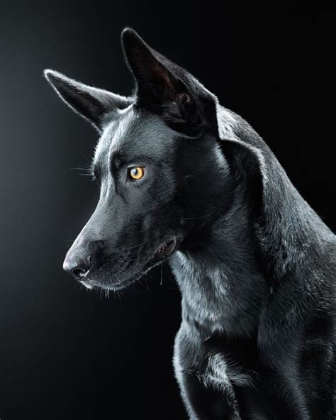 Black Dog Black Dog Names Black Dogs Breeds
