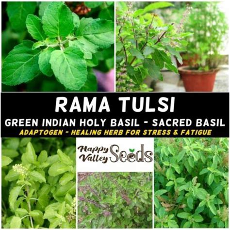 Tulsi Rama Green Holy Basil Seeds Ebay