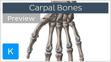 Carpal Wrist Bones Preview Human Anatomy Kenhub Youtube