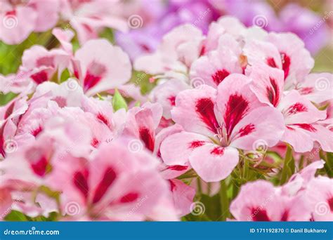 Two Tone Pink Geranium Flowers Stock Photo Image Of Pink Color