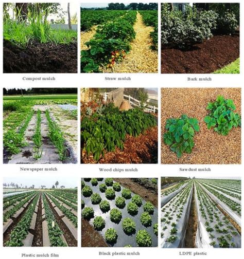 Agronomy Free Full Text Mulching As A Sustainable Water And Soil