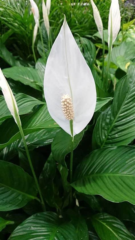 Blooming indoor plants add color and decor to any indoor setting and are cheerful year round. Peace Lily - How to care - why leaves tips turn brown ...