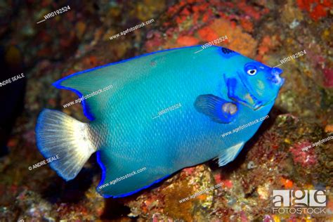 Queen Angelfish Holacanthus Ciliaris Endemic And Rare Blue Morphotype