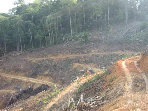 Tambahkan pupuk kandang ke tanah dan oleskan makanan alfalfa atau ikan atau tepung darah untuk meningkatkan nitrogen yang tersedia. fazproplist.blogspot.com: TANAH UNTUK TANAMAN GETAH ...