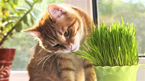 What human food can cats eat, and what not to feed cats. Why Do Cats Eat Grass? - YouTube