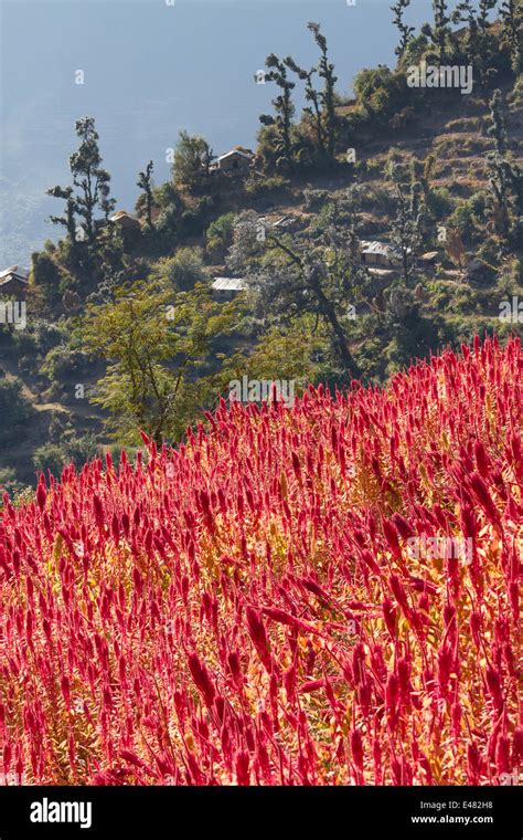A Field Of Amaranth On A Himalayan Mountainuttarakhand India Stock