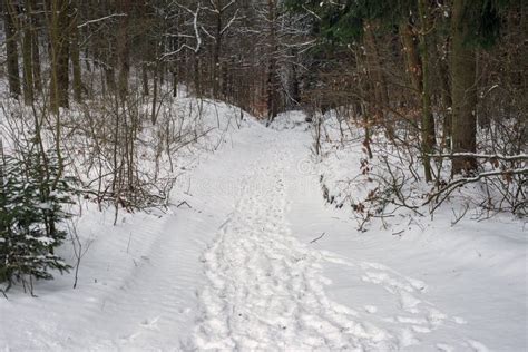 Natural Forest Winter Path Footpath Trail Tracks Snow Stock Photo