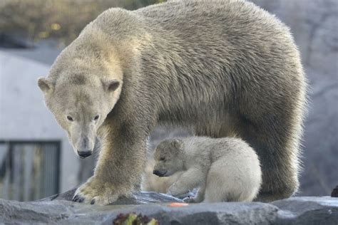 Horor Polarni Medved Ubio čoveka Na Norveškom Arktičkom Ostrvu