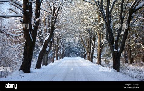 Tree Lined Country Road In Winter Stock Photo Alamy
