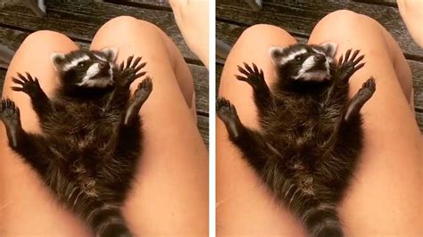 Cute Baby Raccoon Loves Cuddles Youtube