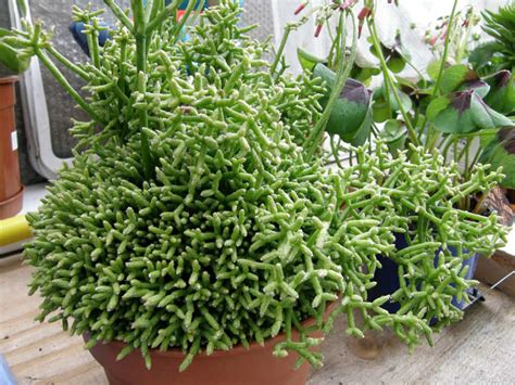 How do i know if my coral cactus is dying? Rhipsalis cereuscula (Coral Cactus) | World of Succulents
