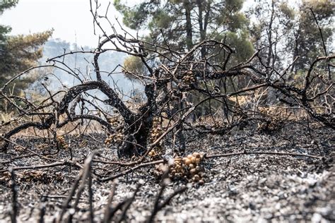 'dallar ve yıkıntılar arabamıza çarpıyordu'. Yunanistan'daki yangın 3 gündür söndürülemiyor