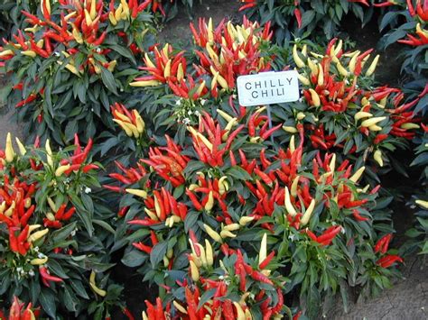 60 Ornamental Pepper Chilly Chili Live Plants Plugs Garden Home Diy
