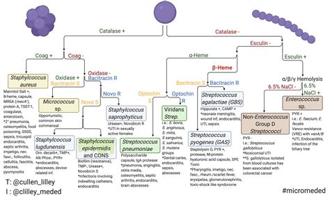 Microbiology Gram Positive Cocci Flow Chart Bacterial Identification The Best Porn Website