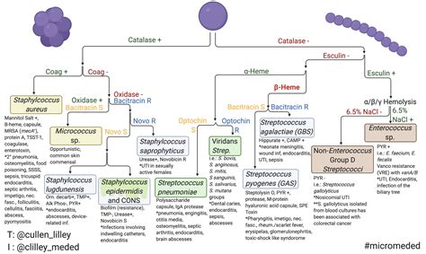 Gram Positive Cocci — Pathelective