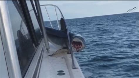 Shark Jumps Onto Fishing Boat Gets Stuck