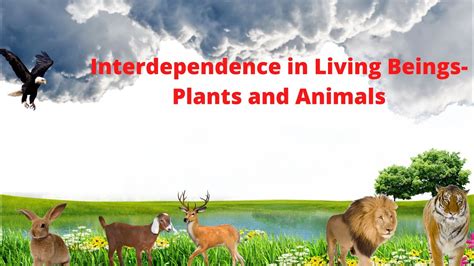 Interdependence In Living Beings Plants And Animals Youtube