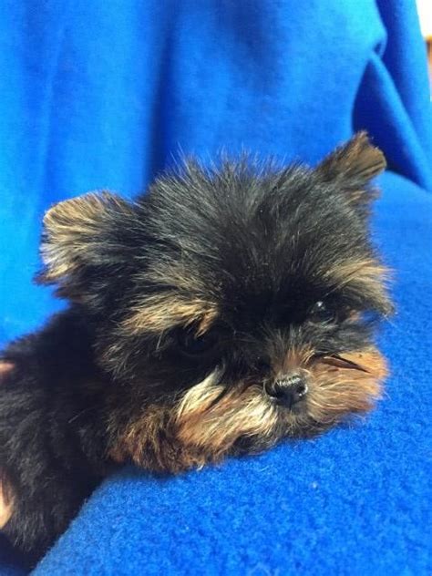 You have nothing to lose! Yorkshire Terrier puppy dog for sale in Lafayette, Louisiana