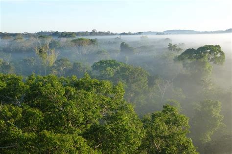 Art print poster / canvas tropical rainforest canopy and sky. Study Downplays Risk of Catastrophic Amazon 'Dieback ...