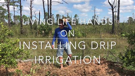Installing A Drip Irrigation System On My Fruit Trees Youtube