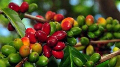 peringati hari kopi dunia kopi gayo masuk  terbaik indonesia