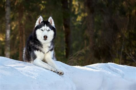 Premium Photo Cute Siberian Husky Dog Lies On The Snow In Winter