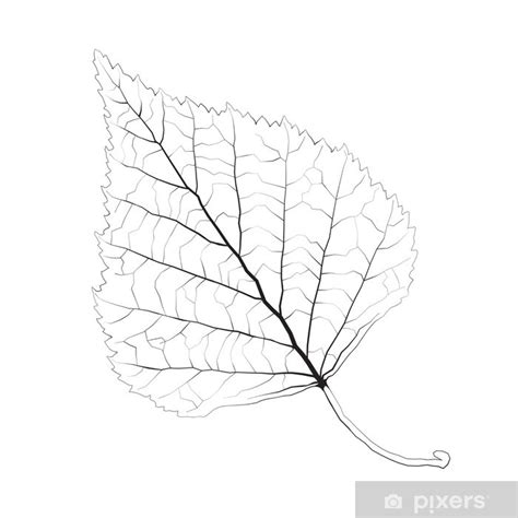 Naklejka Pojedyncze grafiki monochromatyczny liść brzozy. • Pixers ...