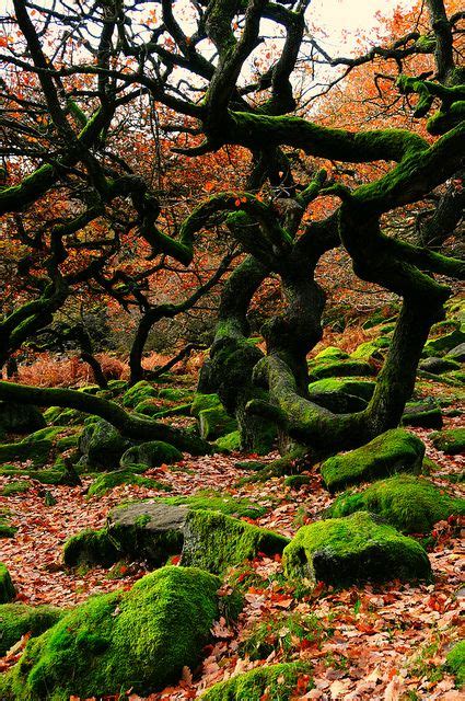 Twisted Trees And Mossy Rocks At Padley Gorge Derbyshire Amazing