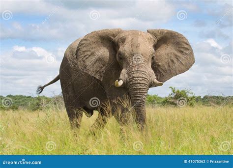 African Elephant In The Rainy Season In South Africa Stock Photo
