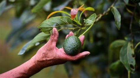 Kako Možete Uzgojiti Avokado Kod Kuće Jabukatv
