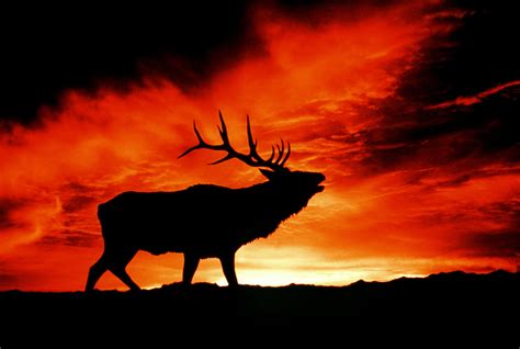 Download Animal Elk 4k Ultra Hd Wallpaper
