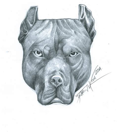 Pitbull Drawing Pencil Sketch Colorful Realistic Art Images